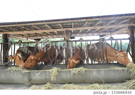 南ヶ丘牧場のガーンジィ牛(栃木県那須町) 南ヶ丘牧場のガーンジィ牛(栃木県那須町) 133666930
