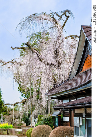 山梨 慈雲寺のイトザクラ 133666989
