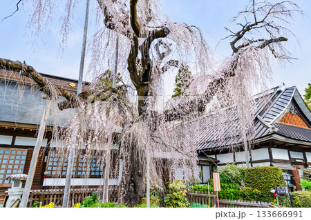 山梨 慈雲寺のイトザクラ 山梨 慈雲寺のイトザクラ 133666991