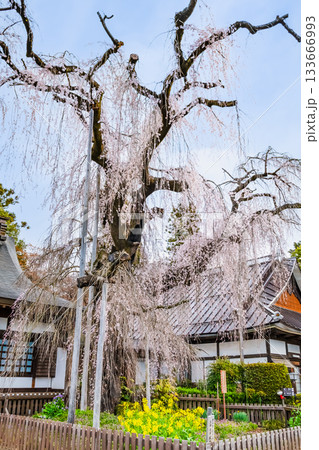 山梨 慈雲寺のイトザクラ 山梨 慈雲寺のイトザクラ 133666993