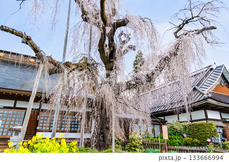 山梨 慈雲寺のイトザクラ 133666994
