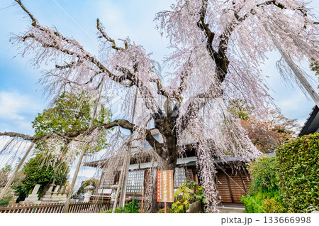 山梨 慈雲寺のイトザクラ 133666998