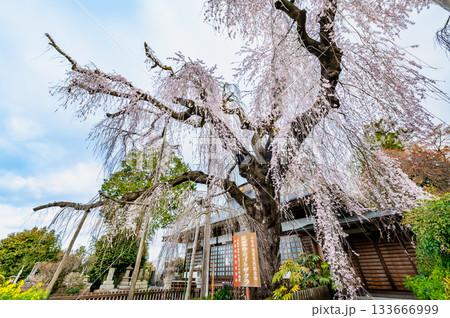 山梨 慈雲寺のイトザクラ 山梨 慈雲寺のイトザクラ 133666999