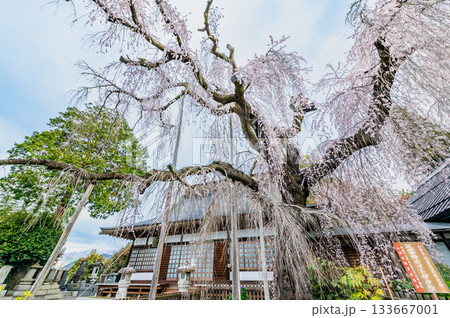 山梨 慈雲寺のイトザクラ 山梨 慈雲寺のイトザクラ 133667001