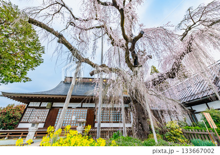 山梨 慈雲寺のイトザクラ 133667002