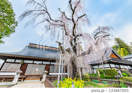 山梨 慈雲寺のイトザクラ 山梨 慈雲寺のイトザクラ 133667003