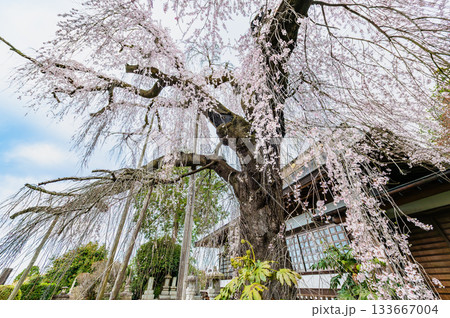山梨 慈雲寺のイトザクラ 133667004