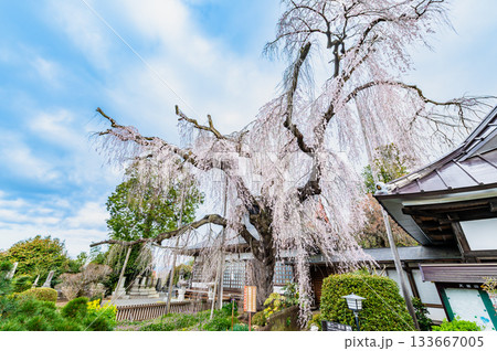 山梨 慈雲寺のイトザクラ 山梨 慈雲寺のイトザクラ 133667005
