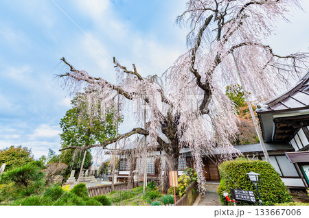 山梨 慈雲寺のイトザクラ 133667006