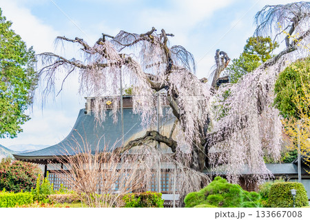 山梨 慈雲寺のイトザクラ 133667008