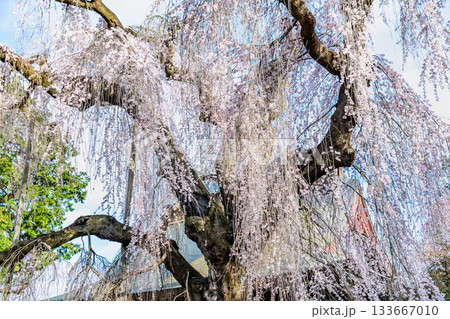 山梨 慈雲寺のイトザクラ 133667010