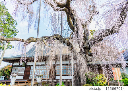 山梨 慈雲寺のイトザクラ 133667014