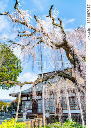 山梨 慈雲寺のイトザクラ 山梨 慈雲寺のイトザクラ 133667017
