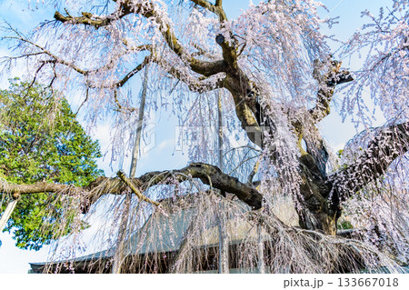 山梨 慈雲寺のイトザクラ 山梨 慈雲寺のイトザクラ 133667018