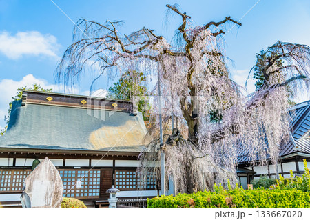 山梨 慈雲寺のイトザクラ 山梨 慈雲寺のイトザクラ 133667020