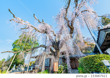 山梨 慈雲寺のイトザクラ 133667021