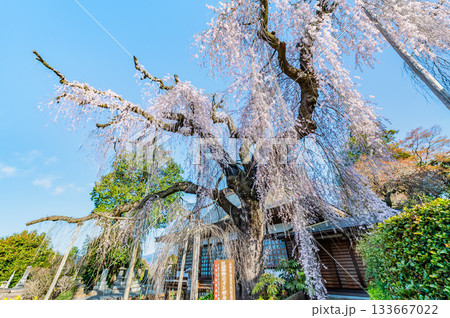 山梨 慈雲寺のイトザクラ 山梨 慈雲寺のイトザクラ 133667022