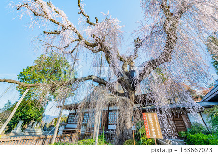 山梨 慈雲寺のイトザクラ 山梨 慈雲寺のイトザクラ 133667023