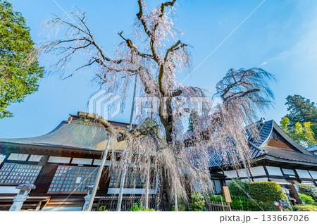 山梨 慈雲寺のイトザクラ 山梨 慈雲寺のイトザクラ 133667026