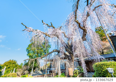 山梨 慈雲寺のイトザクラ 山梨 慈雲寺のイトザクラ 133667029