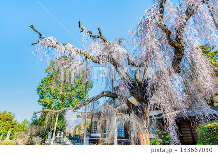 山梨 慈雲寺のイトザクラ 山梨 慈雲寺のイトザクラ 133667030