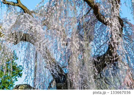 山梨 慈雲寺のイトザクラ 山梨 慈雲寺のイトザクラ 133667036