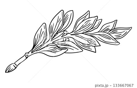 Hand drawn branch of laurel leaves vector isolated illustration 133667067