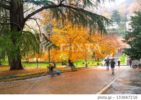 aMAZING CEDAR (CONIFEROUS TREE) IN iTALIAN CITY IN AUTUMN or winter 133667216