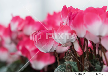シクラメンの可愛い花 133667479