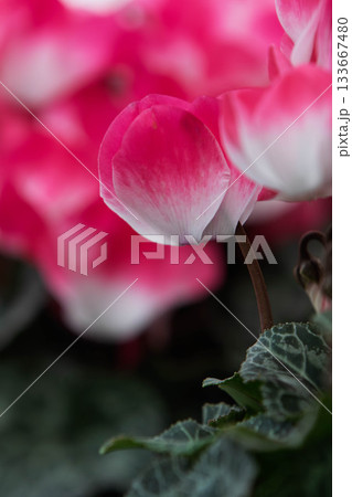 シクラメンの可愛い花 シクラメンの可愛い花 133667480