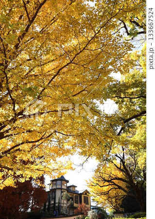 黄葉の「外交官の家」（横浜市中区山手町） 133667524