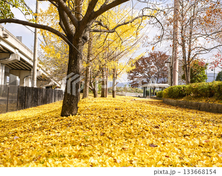 黄金の散歩道を彩るイチョウの黄葉 133668154