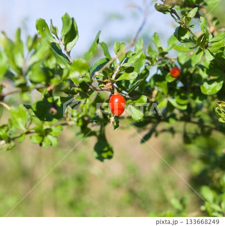 クコの実 クコの実 133668249