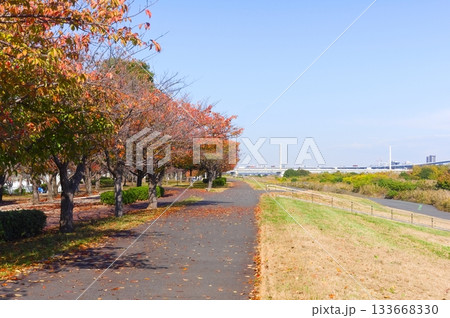 東京都荒川サイクリングロード沿いの風景2025年11月 133668330