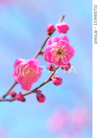 梅の花(唐梅) 梅の花(唐梅) 133668732