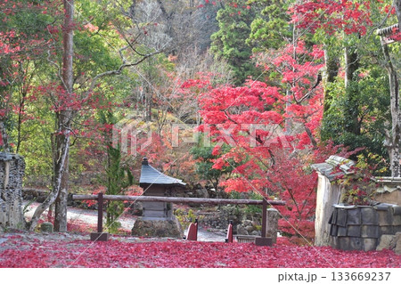 兵庫　紅葉　こうよう　モミジ　五鈷山　光明寺 133669237