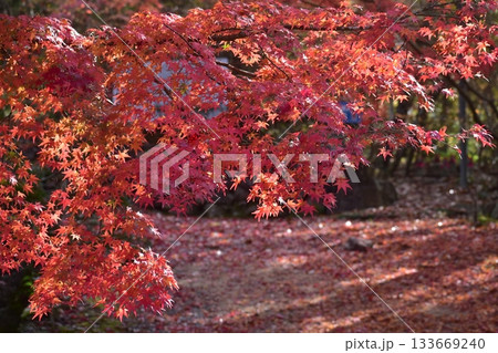 兵庫 紅葉 こうよう モミジ 五鈷山 光明寺 兵庫 紅葉 こうよう モミジ 五鈷山 光明寺 133669240