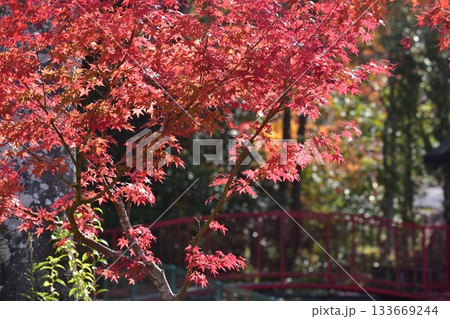 兵庫 紅葉 こうよう モミジ 五鈷山 光明寺 兵庫 紅葉 こうよう モミジ 五鈷山 光明寺 133669244