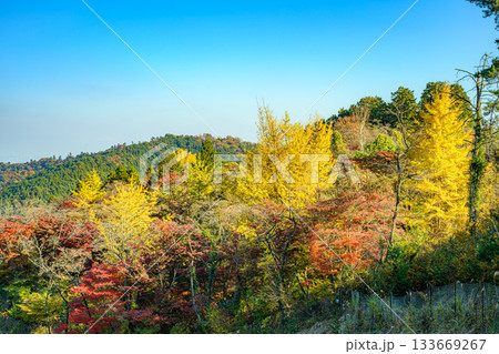 紅葉(奥高尾、一丁平) 紅葉(奥高尾、一丁平) 133669267