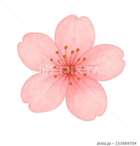 水彩桜の一輪イラスト（透過素材） 133669704