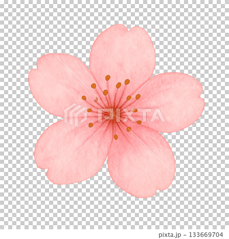 水彩桜の一輪イラスト（透過素材） 133669704