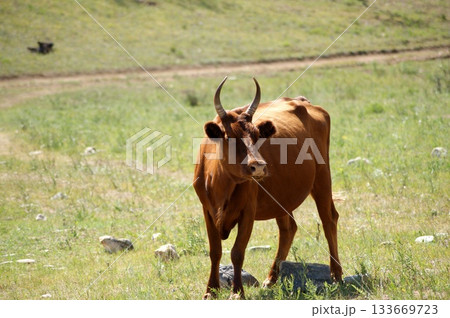 One adult cow, a beautiful brown color, is grazing in a meadow. 133669723