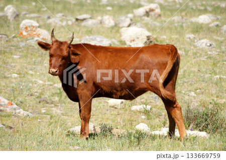 One adult cow, a beautiful chocolate-brown color, is grazing One adult cow, a beautiful chocolate-brown color, is grazing 133669759
