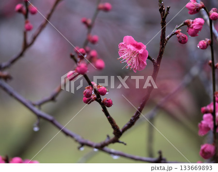 雨の降る3月に咲いた美しい紅梅「鹿児島紅（カゴシマベニ）」 133669893