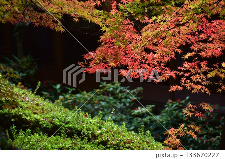 兵庫　沙羅の寺 　應聖寺 133670227