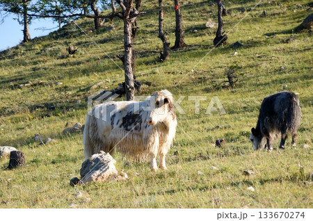 Several domestic cows and bulls, various colors, graze in the meadows of Olkhon Island. The herd includes both adult bulls and cows, as well as small calves. Several domestic cows and bulls, various colors, graze in the meadows of Olkhon Island. The herd includes both adult bulls and cows, as well as small calves. 133670274