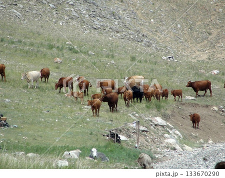 Several domestic cows and bulls, various colors, graze in the of Olkhon Island. The herd includes both adult bulls and cows, as well as small calves. 133670290