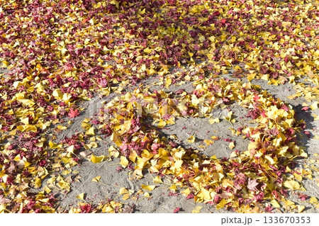 徳山神社　神社　岡山　秋　紅葉　イチョウ 133670353