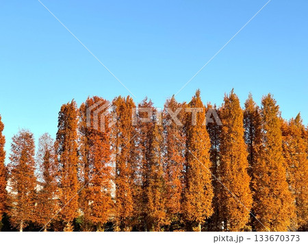 紅葉した別所沼公園 133670373