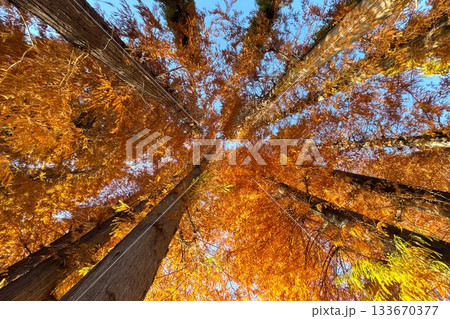 紅葉した別所沼公園 133670377